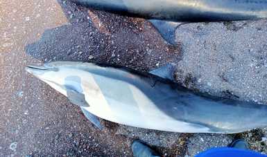 La PROFEPA atiende el varamiento de 30 delfines