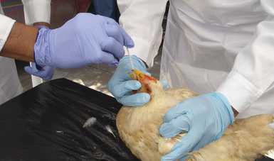 La Secretaría de Agricultura y Desarrollo Rural informó que el brote de influenza aviar detectado en Coahuila y Durango está controlado; en últimas semanas no se han identificado más granjas avícolas con signos clínicos sugestivos a esta enfermedad.