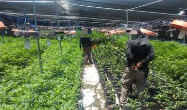 Comunicado FGR 250/22. FGR desmantela invernadero de marihuana en el municipio de Zapopan