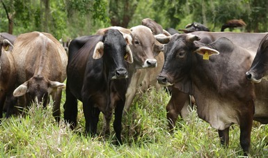 La carne bufalina tiene menor tenor graso que la de bovino: 40 por ciento menos colesterol, 55 por ciento menos calorías, 11 por ciento más proteínas y 10 por ciento más minerales

