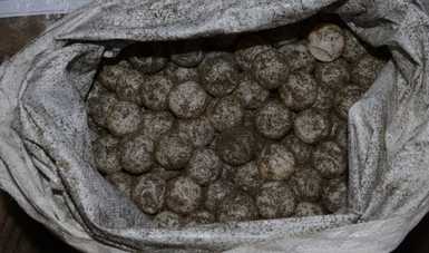 FGR obtiene vinculación en contra de una persona detenida con 21 mil huevos de tortuga.