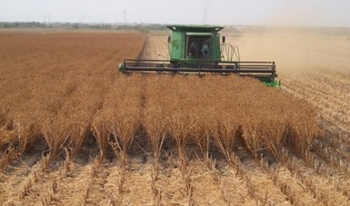 Promueve INIFAP rotación de cultivos de soya y cártamo para obtener mayor rentabilidad y sustentabilidad del campo.