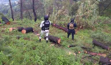 En Michoacán, Guardia Nacional localiza rollos de madera obtenidos aparentemente de manera ilegal