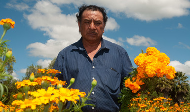 Alistan agricultores del país cultivo de cempasúchil para celebraciones por el Día de Muertos 2022.
