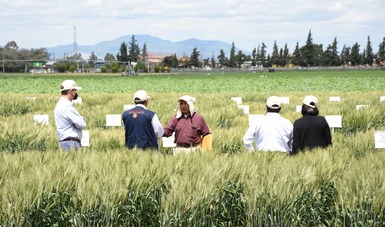 Otorgan premio internacional a científicos mexicanos por sus contribuciones al mejoramiento del trigo.