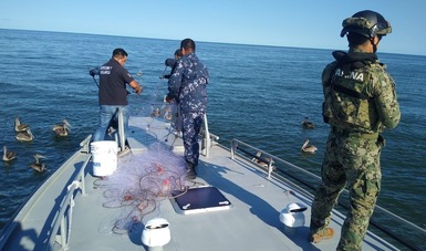 La Secretaría de Marina-Armada de México y Conapesca trabajan de manera coordinada con dependencias de los tres órdenes de gobierno para evitar la pesca ilegal y garantizar el mantenimiento del estado de derecho en los mares y costas nacionales.