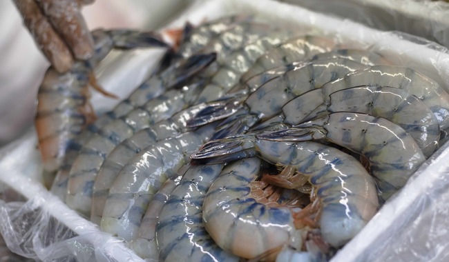 Anuncia Agricultura levantamiento de veda del camarón en el Golfo de México y mar Caribe.