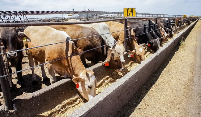 Impulsa Agricultura regulación para elaborar alimentos para consumo animal.