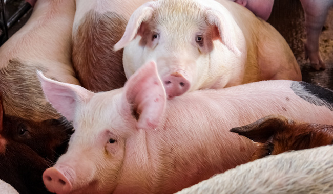 La Secretaria de Agricultura y Desarrollo Rural convocó al Poder Legislativo y al sector productivo nacional a continuar promoviendo la notificación oportuna de sospechas de la peste porcina africana (PPA).