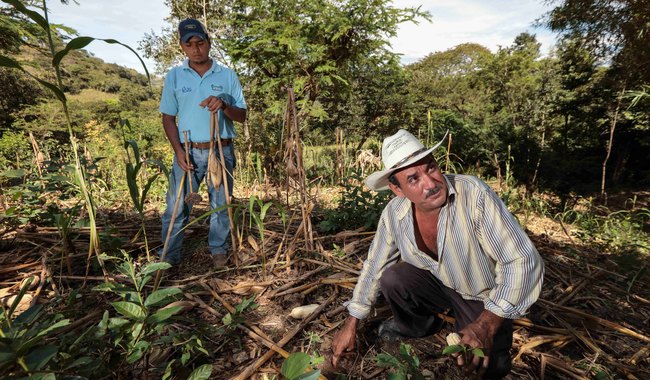 Identifican Agricultura y CIMMYT mejores prácticas agrícolas en zonas tropicales del sureste para impulsar potencial productivo y de mercado de cultivos mejor adaptados​ .
