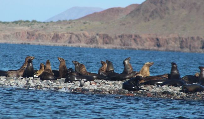 Desenmalle de lobos marinos en el APFF Islas del Golfo de California