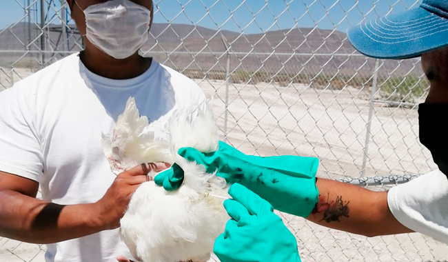 El Senasica informó que tres, de ocho focos identificados, han afectado a tres unidades de producción avícola (UPA) tecnificadas, dos en el estado de Sonora y una en Nuevo León