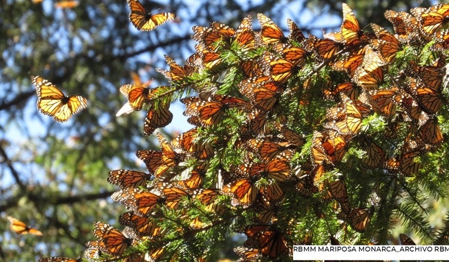 De noviembre a marzo de cada año, la RB recibe a millones de huéspedes distinguidos que tiñen de color naranja los bosques de los estados de México y Michoacán
