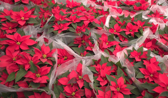 Alistan productores cosecha de flor de Nochebuena para las fiestas  decembrinas | Secretaría de Agricultura y Desarrollo Rural | Gobierno |  