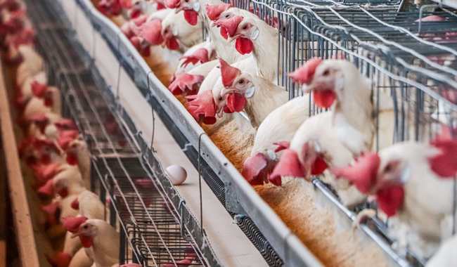 Controla Senasica movilización de productos avícolas en Jalisco, Nuevo León y Sonora.