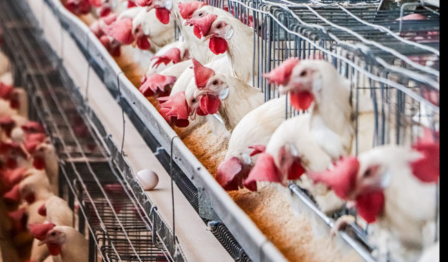 El Senasica continuará operando el control de la movilización de aves, sus productos y subproductos, vehículos, contenedores e implementos avícolas, conforme al Manual de procedimientos de cuarentena y control en la movilización