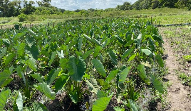 Promueve Agricultura cultivo de malanga en beneficio de productores del sur sureste del país