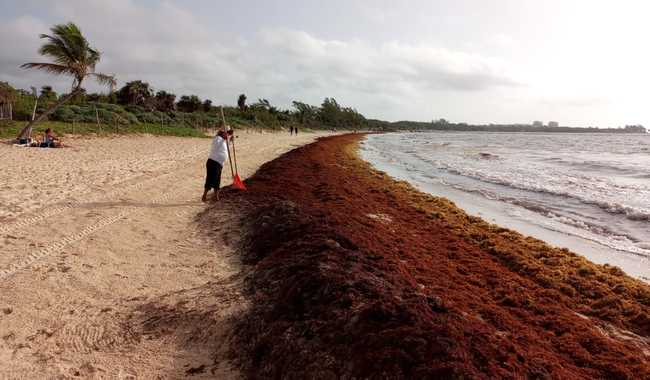 Estudios prevén menos sargazo en playas del Caribe mexicano este año: Inapesca