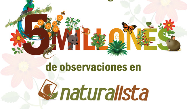 www.naturalista.mx