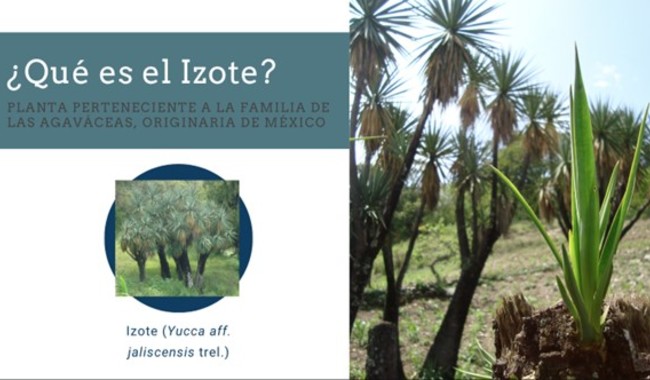 El proyecto Azul Izote Mexicano fue una investigación que Ana Celia inició en 2019, tras visitar la comunidad de Miltepec, Oaxaca.