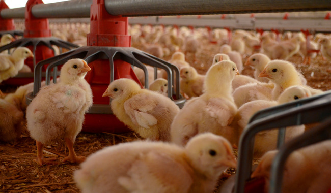 Agricultura exhortó a los productores avícolas a no bajar la guardia y fortalecer las medidas de bioseguridad en sus unidades de producción para mitigar el riesgo de que se presenten más brotes.
