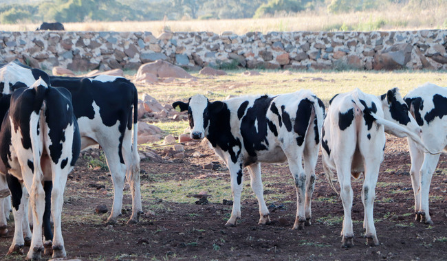 El Senasica diseña un procedimiento que permita otorgar garantías zoosanitarias para preservar la condición sanitaria de los Hatos Libres Certificados, durante la movilización de ganado de alto registro.