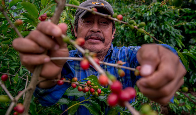 El programa Producción para el Bienestar (PpB), que entrega apoyos directos a productores de pequeña y mediana escala apoyó particularmente a a productores de café de Veracruz con 252 millones 544 mil 600 pesos durante 2022.