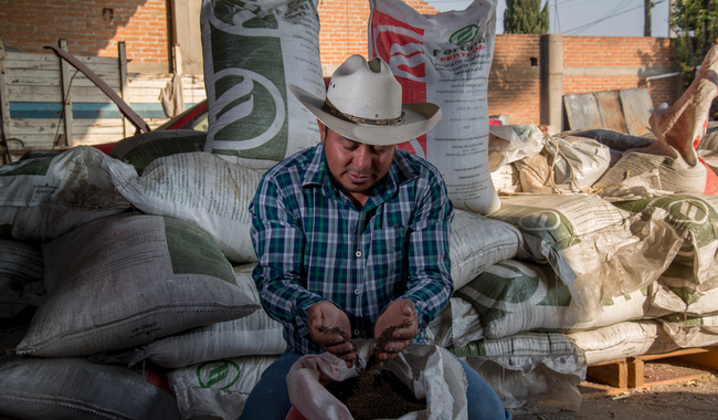 Con la intención de contribuir al desarrollo de cultivos prioritarios y avanzar hacia la autosuficiencia alimentaria, la Secretaría de Agricultura y Desarrollo Rural comenzará este mes el suministro de fertilizantes en Guanajuato.