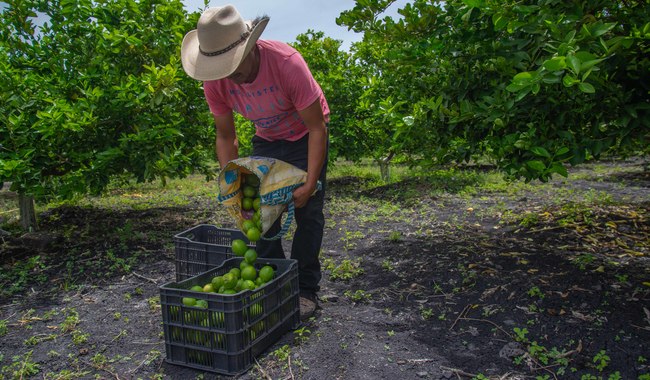 La producción agrícola de México finalizó 2022 con un volumen de 271 millones de toneladas, lo que significó un crecimiento de 0.9 por ciento respecto al año previo.