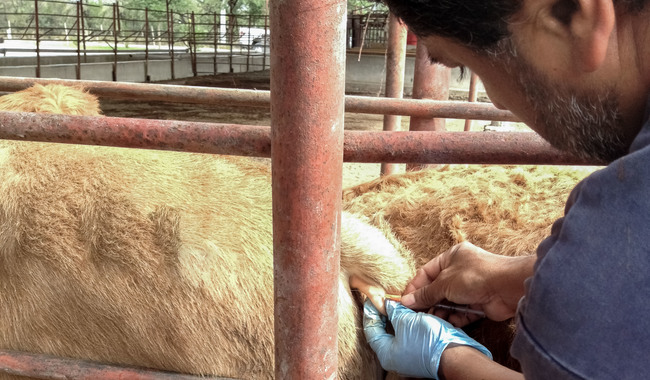 El diagnóstico de la enfermedad que realiza el Senasica es parte esencial de la Campaña Nacional para la Prevención y Control de la Rabia en bovinos y especies ganaderas.