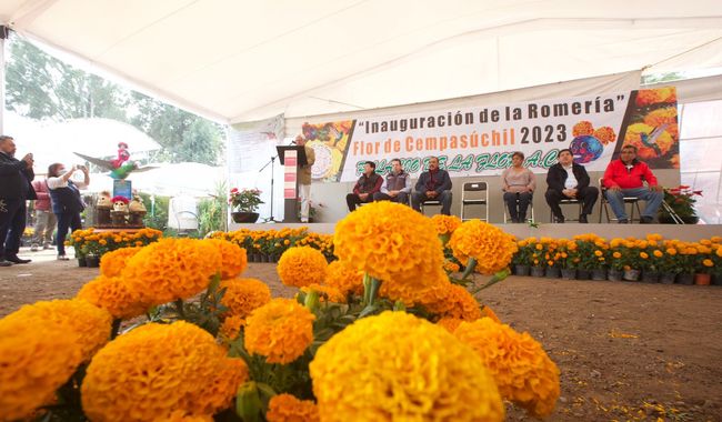 Junto con los productores, se trabaja para mantener la conservación de las especies de Cempasúchil mexicano y en el desarrollo de nuevas variedades para la floricultura y la agroindustria.