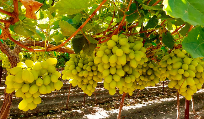 Los consumidores de uva fruta pueden encontrar los precios más bajos y la mayor disponibilidad de mayo a agosto, ya que en estos meses se cosecha más de 90 por ciento del fruto.  