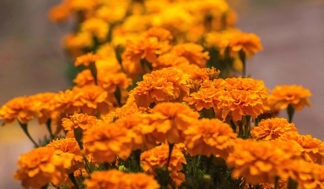Los floricultores nacionales inician los primeros cortes de flores a finales de septiembre para recibir a los fieles difuntos los días 1 y 2 de noviembre, apuntó la Secretaría de Agricultura y Desarrollo Rural.
