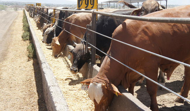 El organismo resaltó que el ganado provino de nueve entidades de la República Mexicana, que cumplen con el estatus sanitario de tuberculosis bovina requerido por las autoridades sanitarias estadounidenses.