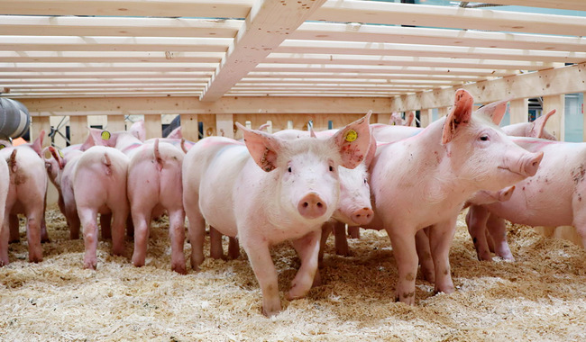 La importación de cerdos vivos tiene el objetivo de realizar la reproducción bajo el esquema de Verificación en Origen, asegurando el cumplimiento de las regulaciones zoosanitarias y procedimientos cuarentenarios requeridos por México para la importación.