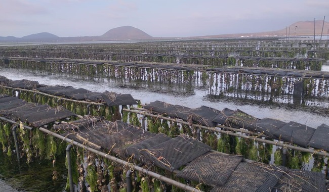CONAPESCA vigila las zonas de extracción de moluscos bivalvos


