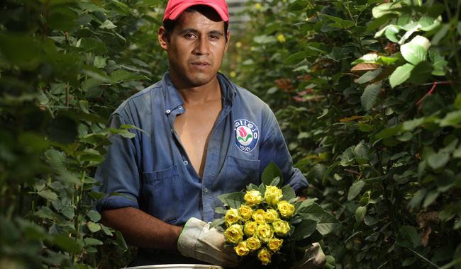 La producción de rosas, la más demandada en esta fecha, fue de nueve millones 549 mil gruesas, en una superficie de mil 677 hectáreas, de las que el Estado de México aportará 78.5 por ciento.