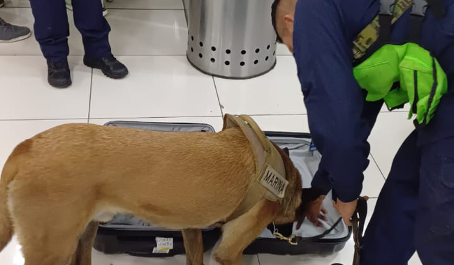Binomio Canino olfateando maleta con paquetes con presunta droga