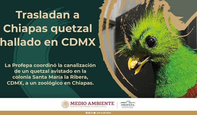 Trasladan a Chiapas quetzal hallado en CDMX