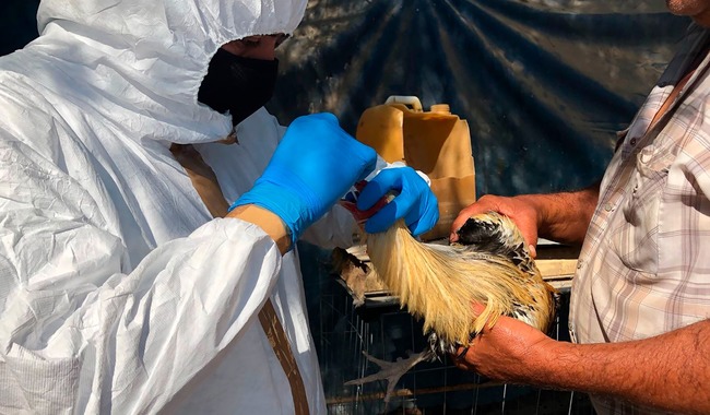 El brote de influenza aviar no compromete el estatus zoosanitario de México, ya que no se encuentra involucrada la avicultura comercial.