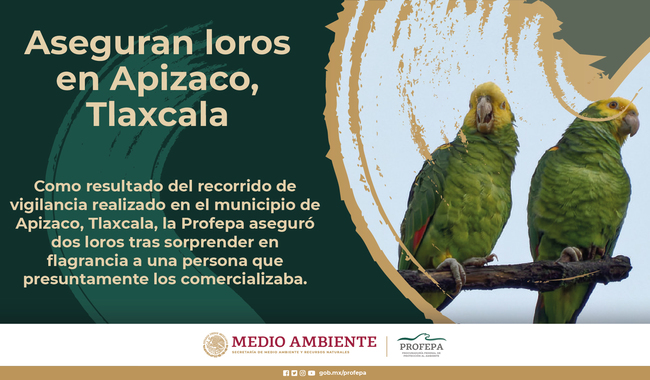 Aseguran loros en Apizaco, Tlaxcala