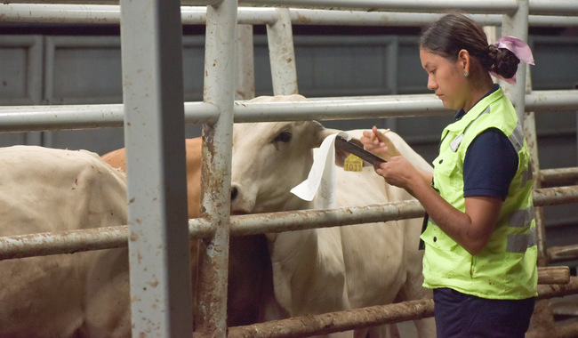 La Secretaría de Agricultura y Desarrollo Rural reiteró su recomendación a los productores para adoptar buenas prácticas de producción, entre las que destaca la de pasteurización de la leche para evitar la transmisión de enfermedades zoonóticas.