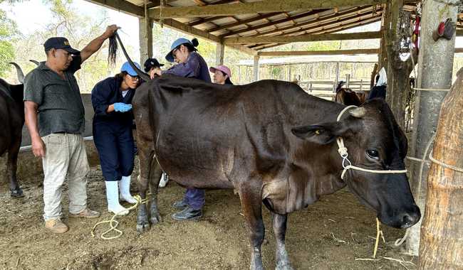 Muestreos en ganado bovino para detección de infestaciones por garrapatas