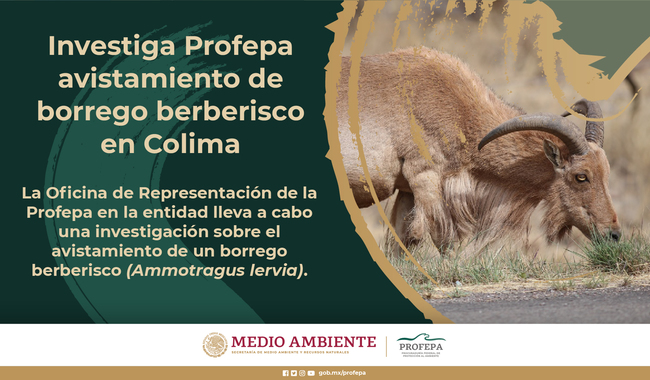 Investiga Profepa avistamiento de borrego berberisco en Colima
