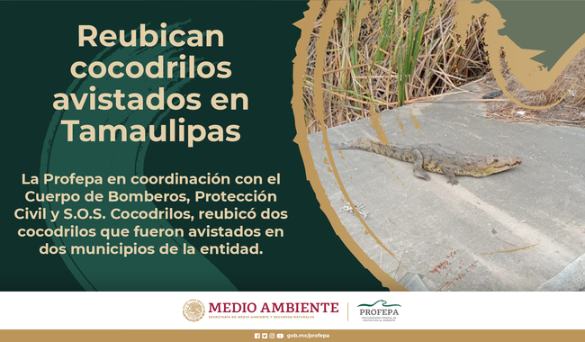 Reubica Profepa cocodrilos avistados en Tamaulipas