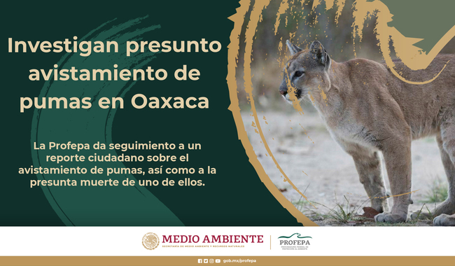 Investigan presunto avistamiento de pumas en Oaxaca