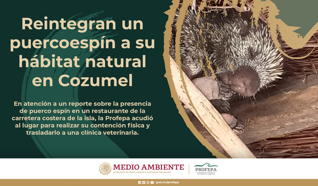 Reintegran un puercoespín a su hábitat natural en Cozumel