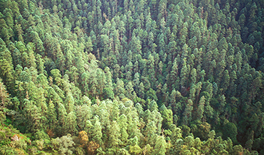 La CONANP protege más de 4 millones 449 mil 446 hectáreas de bosque del país.