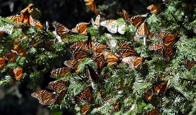 Recomienda seguir el código del turista responsable, si visitan la Reserva de la mariposa Monarca