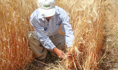 El INIFAP, productores de Valle del Yaqui, en Sonora, y agroempresarios participan en el proyecto de instalación y avance en las parcelas experimentales para la producción de trigo orgánico.